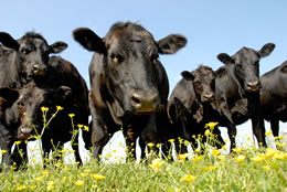 Rindfleisch vom Possenhof in Schladming